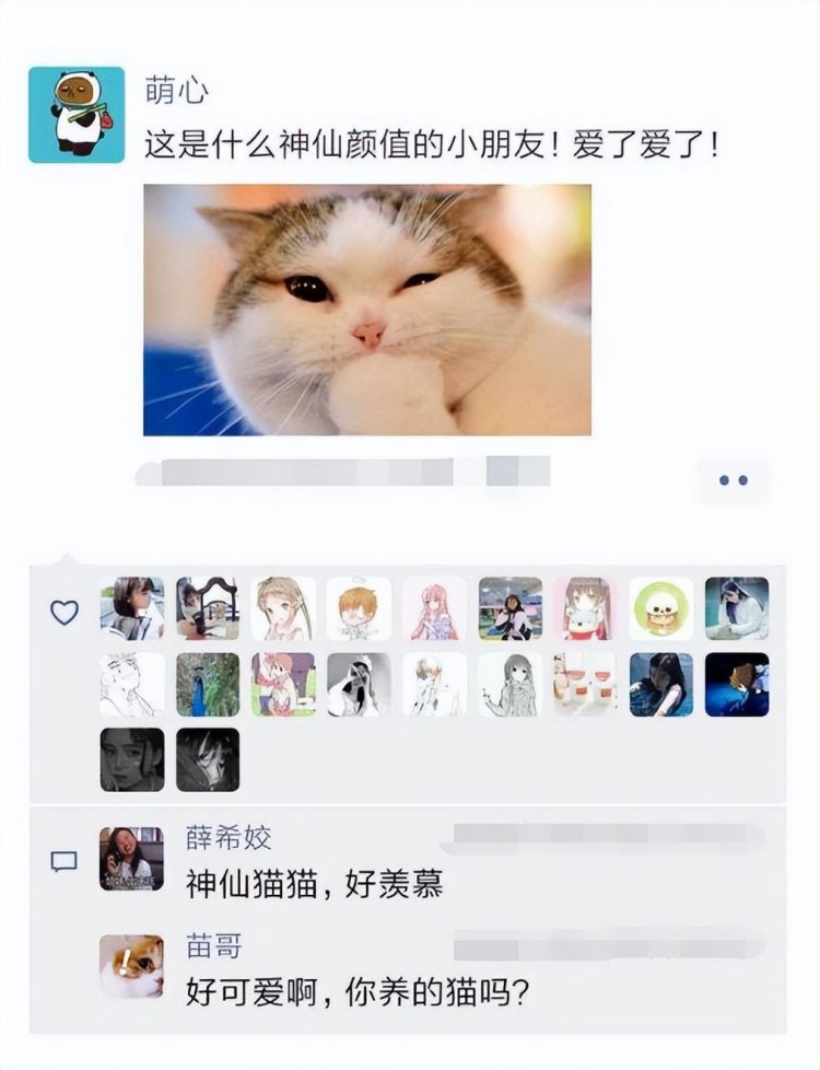 养猫跟不养猫的人差距真的很大这些特征瞒不住