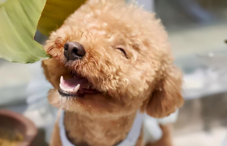 泰迪拉屎很臭怎么回事泰迪拉屎很臭怎么办