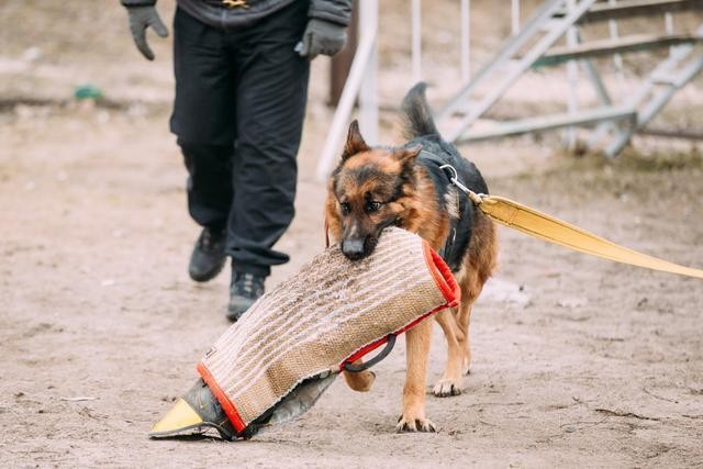 养狗我劝你养德国牧羊犬