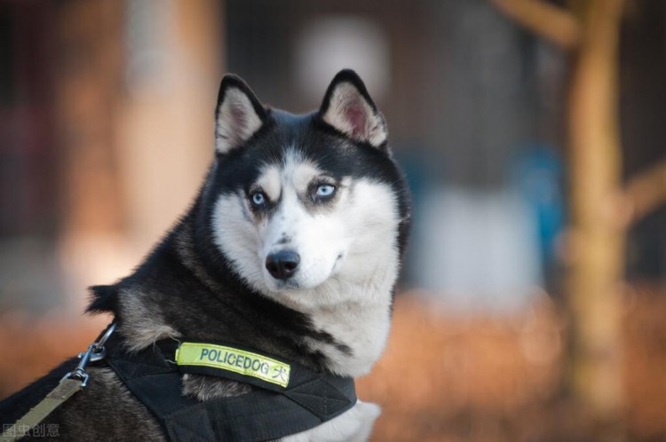 这7种狗狗就没有当警犬的天分