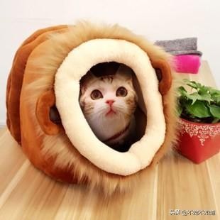 猛男养猫：这才是猫主子该拥有的小房间呀