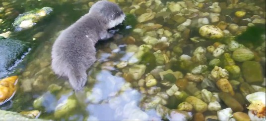 游客投诉动物园私自让奶猫下水园长苦笑道：水獭了解一下！