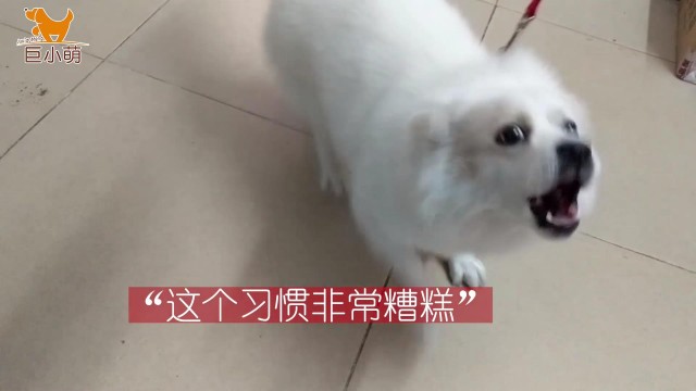 进击的田园犬：在家咬主人朋友在外追扑陌生人还喜欢跟狗打架