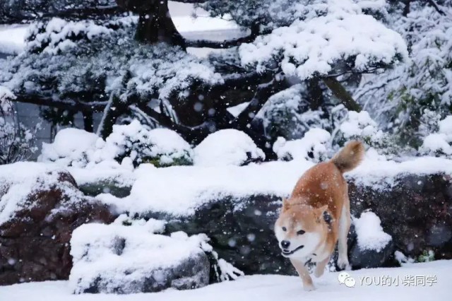 冬季柴犬养护及注意事项