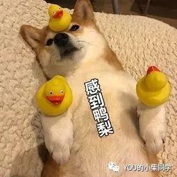 柴犬为何适合做伴侣犬？ 有什么优点