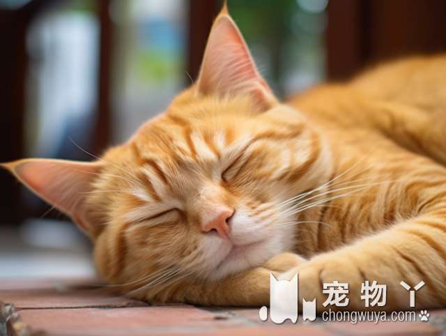 北京暖宠家：猫咖还是猫粮?