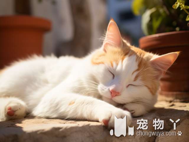 猫咪洗澡团购技术超棒，值得推荐吗?