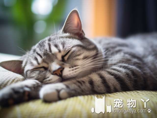 无毛猫繁殖适合吗？